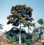 Marquesia acuminata