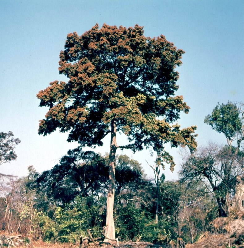 Marquesia acuminata