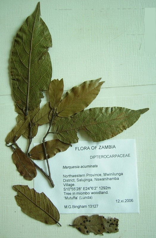 Marquesia acuminata Marquesia acuminata