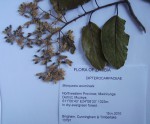 Marquesia acuminata
