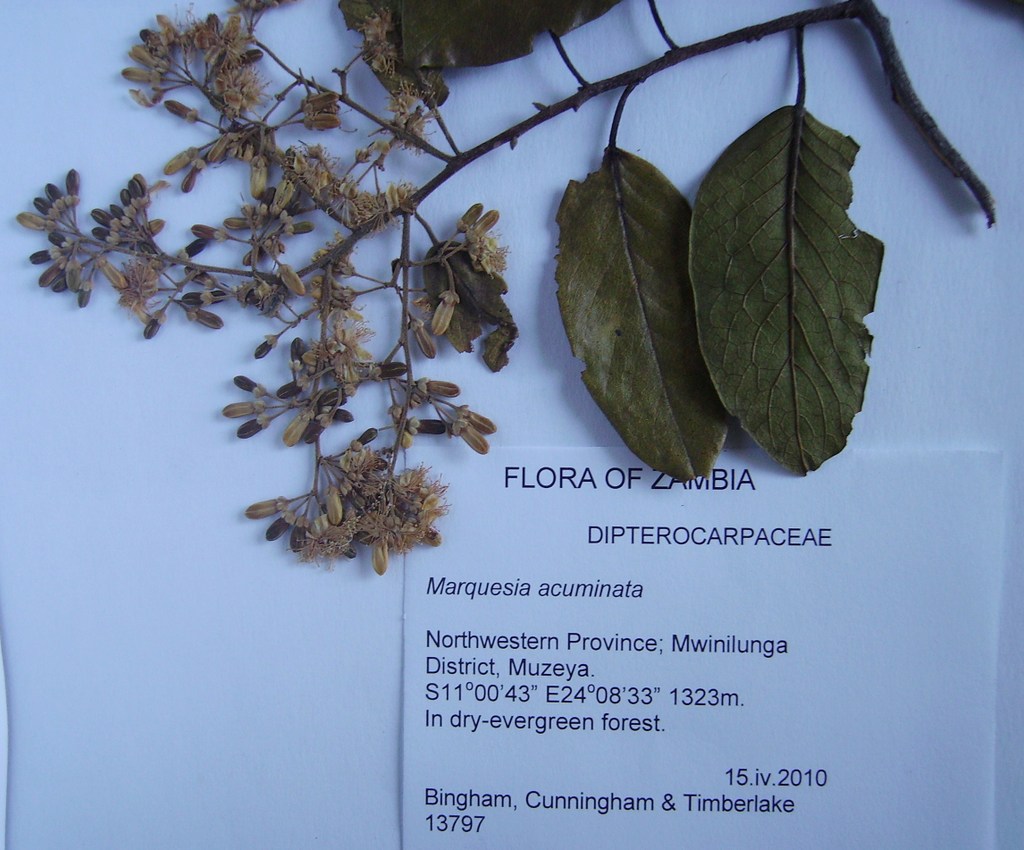 Marquesia acuminata