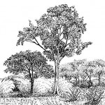 Marquesia macroura
