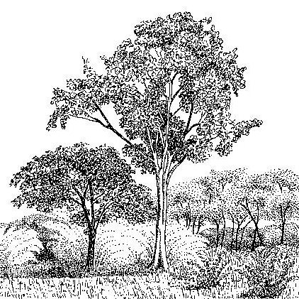 Marquesia macroura