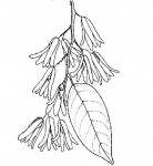 Marquesia macroura