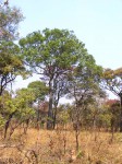 Marquesia macroura