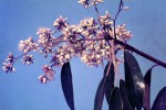Marquesia macroura