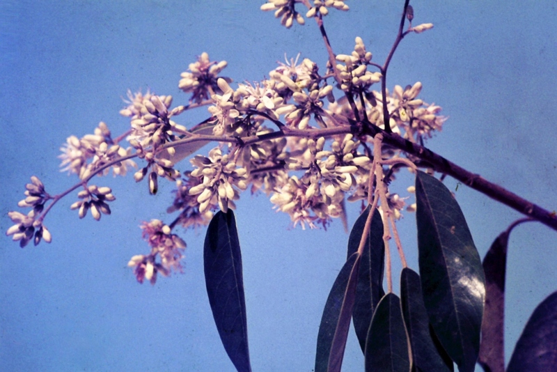 Marquesia macroura