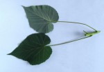 Dombeya wittei