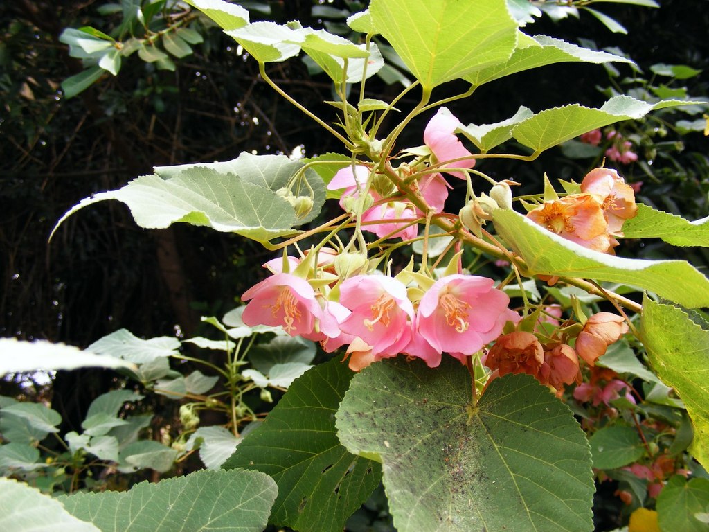 Dombeya wittei