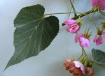 Dombeya wittei