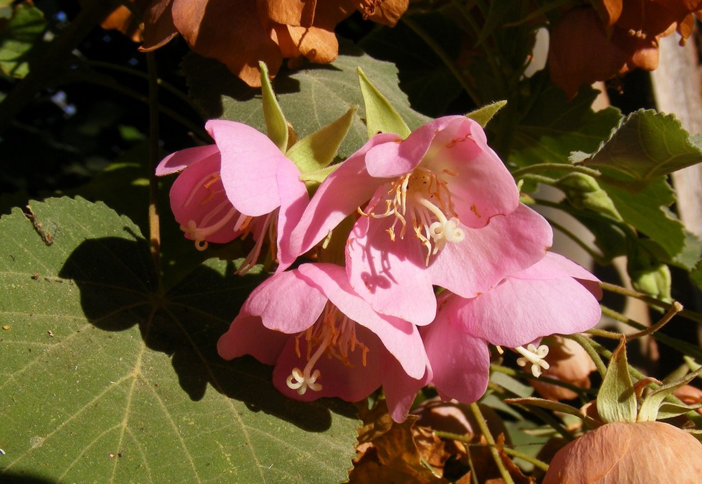 Dombeya wittei