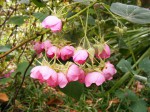 Dombeya wittei
