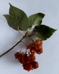 Dombeya wittei