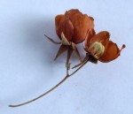 Dombeya wittei