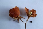 Dombeya wittei