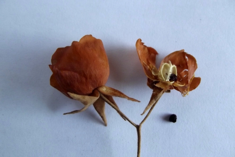Dombeya wittei