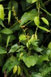 Triumfetta cordifolia