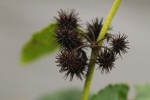 Triumfetta cordifolia