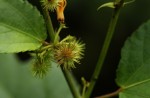 Triumfetta cordifolia