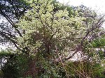 Ochna afzelii subsp. congoensis