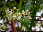 Ochna afzelii subsp. congoensis