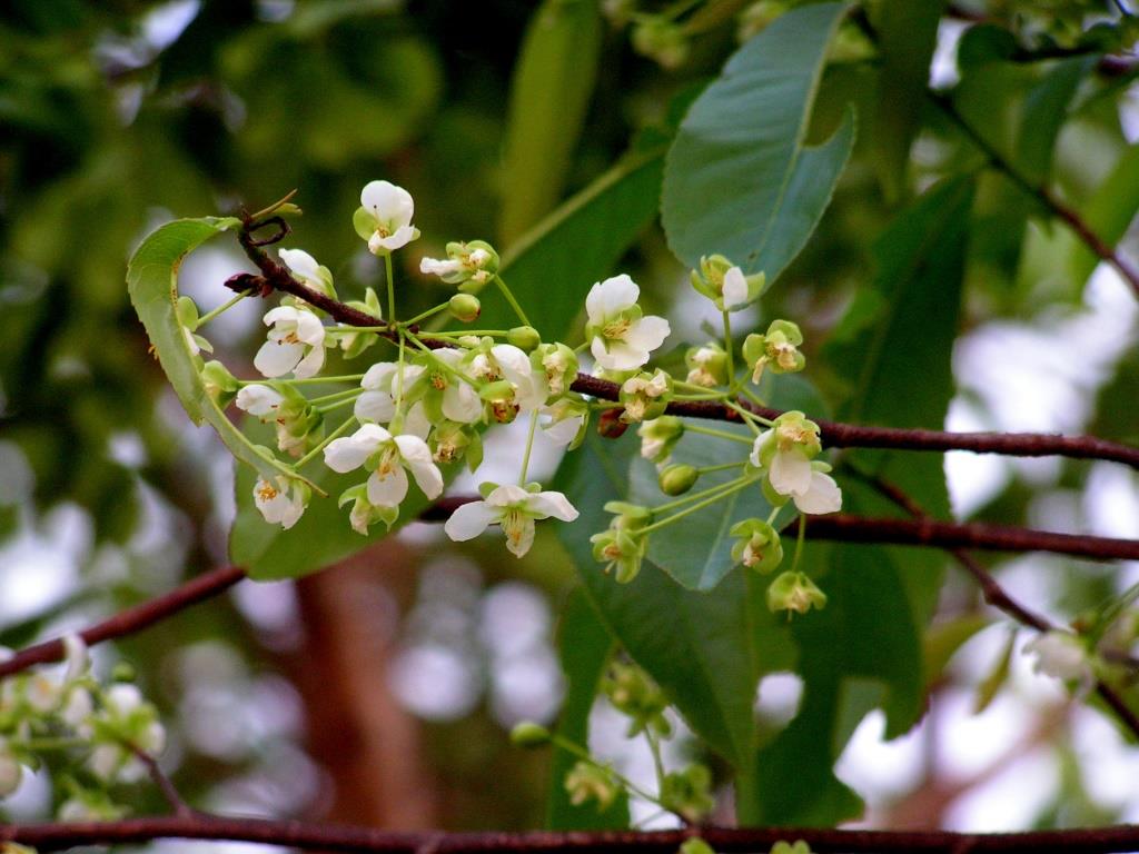 Ochna afzelii subsp. congoensis