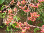 Ochna afzelii subsp. congoensis