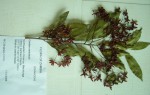 Rhabdophyllum welwitschii