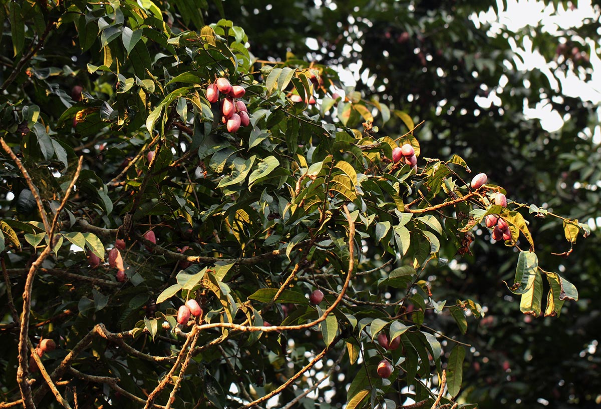 Pachylobus edulis Pachylobus edulis