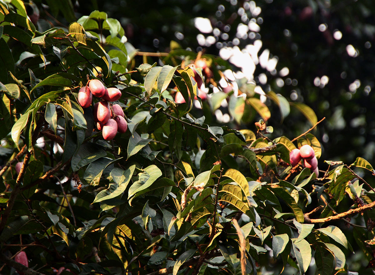 Pachylobus edulis Pachylobus edulis