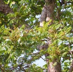 Canarium schweinfurthii