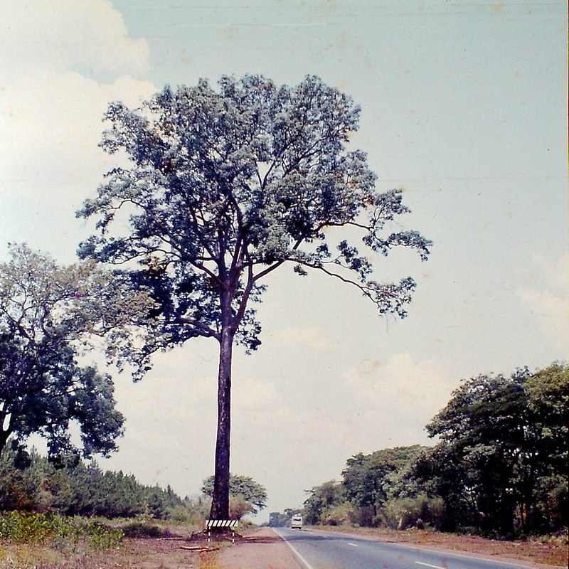 Entandrophragma delevoyi