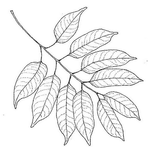 Entandrophragma delevoyi