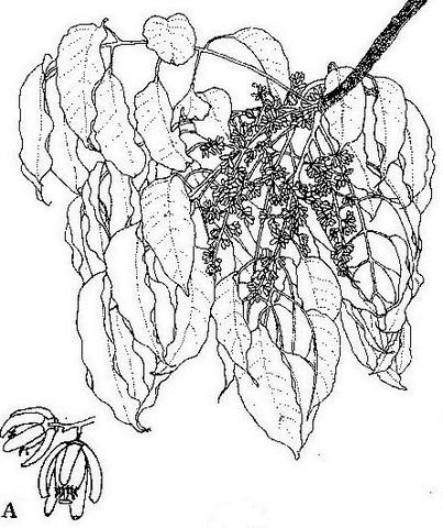 Entandrophragma delevoyi