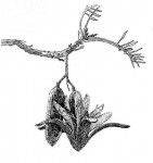 Entandrophragma delevoyi