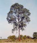 Entandrophragma delevoyi