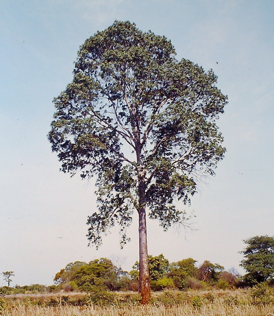 Entandrophragma delevoyi