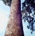 Entandrophragma delevoyi