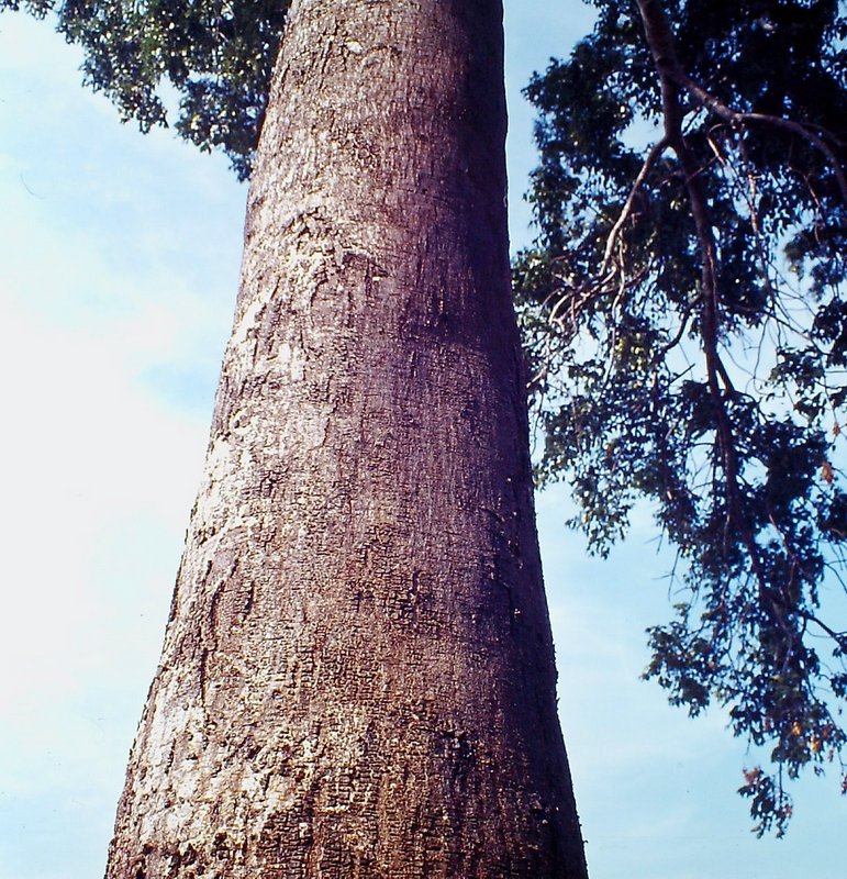 Entandrophragma delevoyi