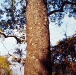 Entandrophragma delevoyi