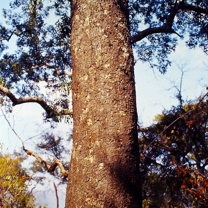 Entandrophragma delevoyi