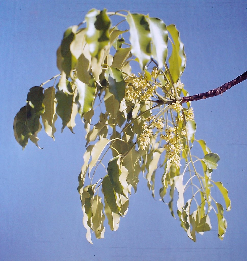 Entandrophragma delevoyi