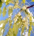 Entandrophragma delevoyi