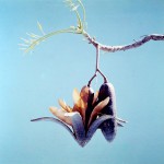 Entandrophragma delevoyi