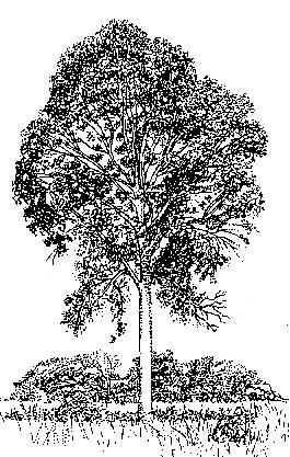 Entandrophragma delevoyi Entandrophragma delevoyi