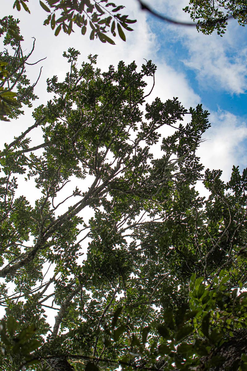 Entandrophragma excelsum