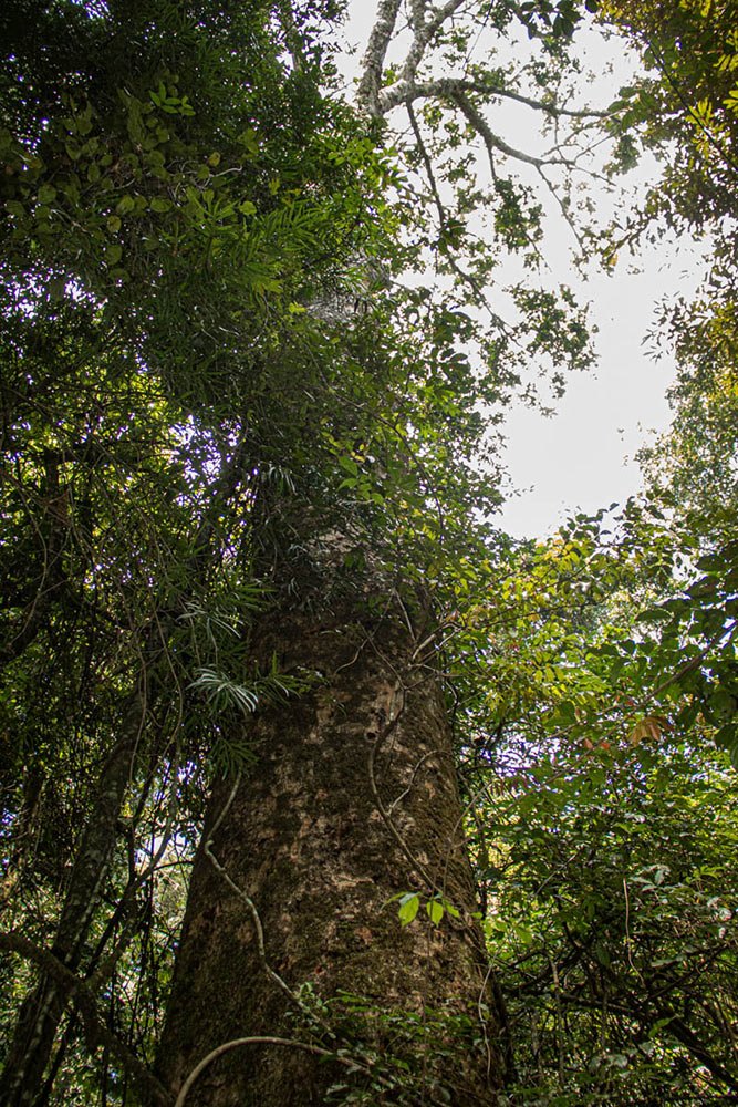 Entandrophragma excelsum Entandrophragma excelsum