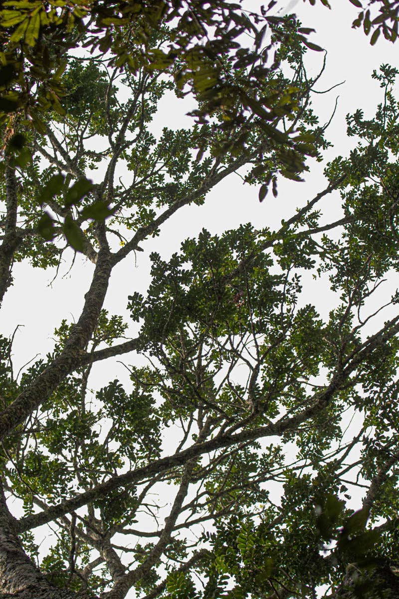 Entandrophragma excelsum Entandrophragma excelsum