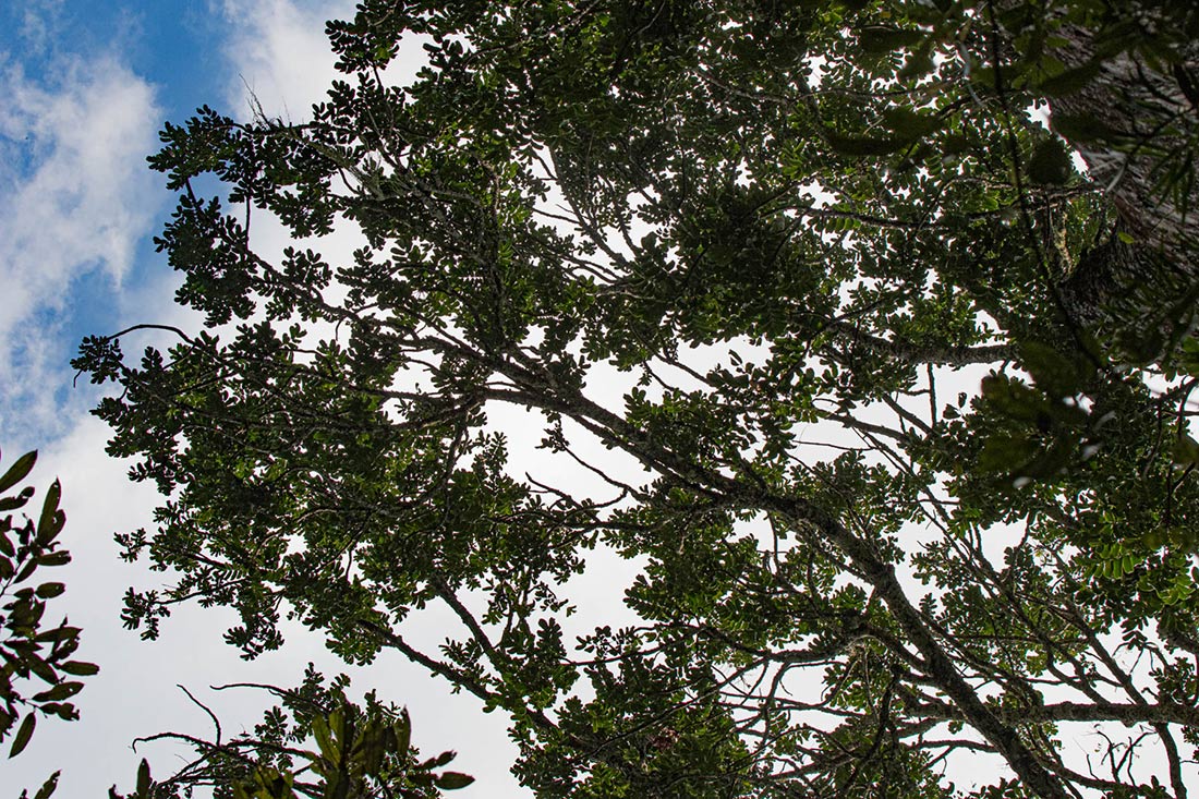 Entandrophragma excelsum