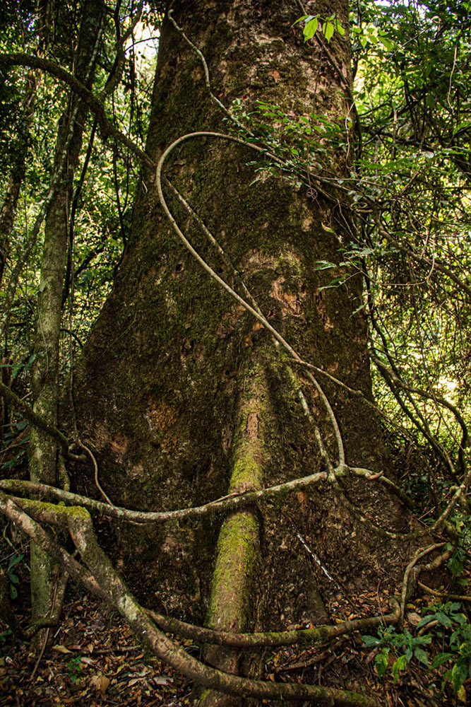 Entandrophragma excelsum